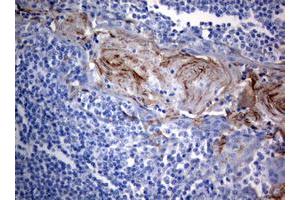 Image no. 2 for anti-BCL2/adenovirus E1B 19kDa Interacting Protein 1 (BNIP1) (AA 1-199) antibody (ABIN1490605)