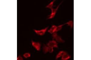 ABIN6274129 staining HeLa by IF/ICC. (TUSC2 anticorps  (Internal Region))