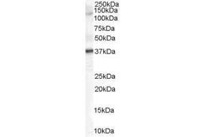 ABIN185603 (2µg/ml) staining of Human Skin lysate (35µg protein in RIPA buffer). (GALR3 anticorps  (C-Term))