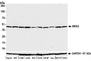 Western Blotting (WB) image for anti-Mitogen-Activated Protein Kinase Kinase 2 (MAP2K2) (AA 1-50) antibody (ABIN7454013)