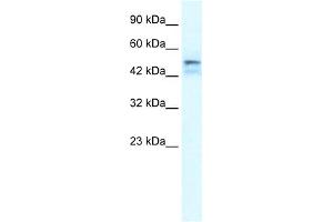 WB Suggested Anti-ONECUT2 Antibody Titration:  1. (ONECUT2 anticorps  (Middle Region))