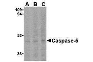 Western Blotting (WB) image for anti-Caspase 5, Apoptosis-Related Cysteine Peptidase (CASP5) (N-Term) antibody (ABIN1031298) (CASP5 anticorps  (N-Term))