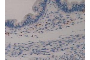 IHC-P analysis of Mouse Uterus Tissue, with DAB staining. (Klotho anticorps  (AA 516-955))
