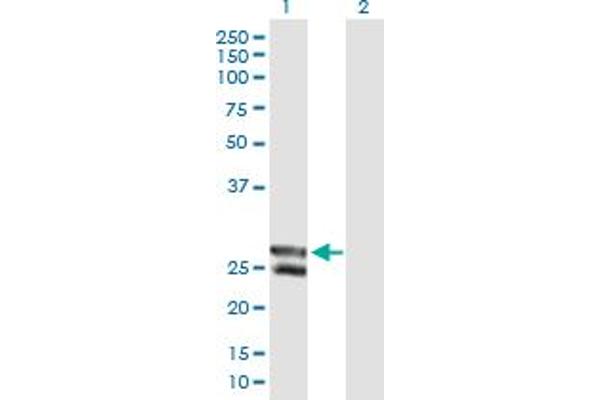 METTL20 antibody  (AA 1-262)