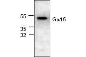 Western blot analysis of G Protein alpha 15 expression in 3T3 cell lysate. (GNA15 anticorps)