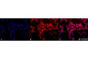 Immunocytochemistry/Immunofluorescence analysis using Rabbit Anti-HO-1 Polyclonal Antibody .