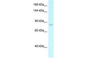 Image no. 1 for anti-Egf-Like Module Containing, Mucin-Like, Hormone Receptor-Like 2 (EMR2) (AA 92-141) antibody (ABIN6747884)