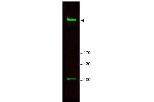 Image no. 1 for anti-RAP1 Interacting Factor Homolog (RIF1) (AA 2406-2419) antibody (ABIN401303) (RIF1 anticorps  (AA 2406-2419))