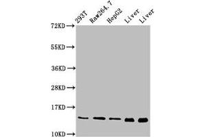 Western Blot Positive WB detected in: 293T whole cell lysate, RAW264. (PIN4 anticorps  (AA 1-131))