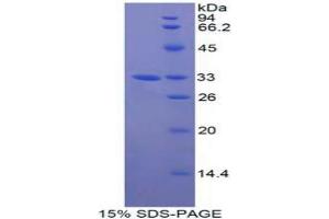 SDS-PAGE analysis of Human GAB3 Protein. (GAB3 Protéine)