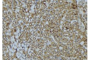 ABIN6273023 at 1/100 staining Mouse kidney tissue by IHC-P.