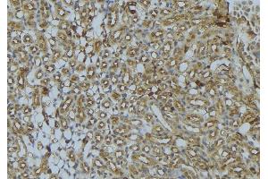 ABIN6273023 at 1/100 staining Mouse kidney tissue by IHC-P. (UQCRB anticorps  (N-Term))