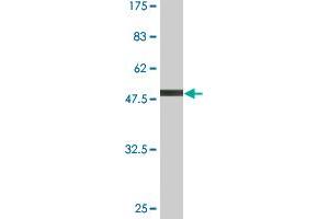 Western Blot detection against Immunogen (55. (GCLM anticorps  (AA 1-274))