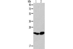 Gel: 10 % SDS-PAGE,Lysate: 40 μg,Lane 1-2: A549 cells, Lovo cells,Primary antibody: ABIN7192120(RAB5C Antibody) at dilution 1/100 dilution,Secondary antibody: Goat anti rabbit IgG at 1/8000 dilution,Exposure time: 30 seconds (Rab5c anticorps)