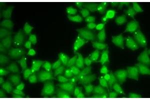 Immunofluorescence analysis of HeLa cells using EIF3E Polyclonal Antibody (EIF3E anticorps)
