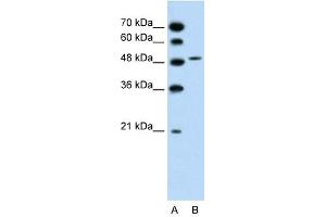 SLC10A5 antibody used at 1. (SLC10A5 anticorps)