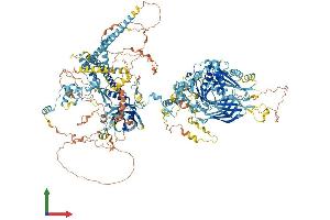 AlphaFold protein structure predicition of Mouse Recombinant Cc2d2a Protein, UniprotID Q8CFW7