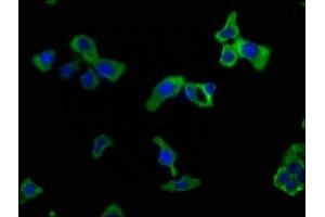 Immunofluorescence staining of HepG2 cells with ABIN7146046 at 1:50, counter-stained with DAPI. (CLEC1A anticorps  (AA 66-316))