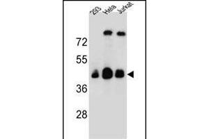 OR4C13 Antibody (N-term) (ABIN655382 and ABIN2844934) western blot analysis in 293,Hela,Jurkat cell line lysates (35 μg/lane). (OR4C13 anticorps  (N-Term))