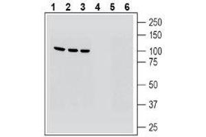 Western blot analysis of human HepG2 hepatocarcinoma cell line lysate (lanes 1 and 4), human Jurkat T-cell leukemia cell line lysate (lanes 2 and 5) and human THP-1 monocytic leukemia cell line lysate (lanes 3 and 6): - 1-3. (MAGT1 anticorps  (Extracellular, N-Term))