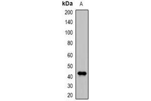 Western blot analysis of DDB2 expression in MCF7 (A) whole cell lysates. (DDB2 anticorps)
