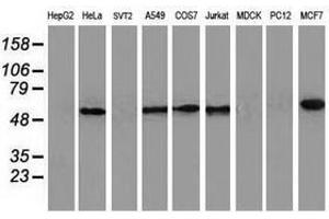 Image no. 2 for anti-Calcium Binding and Coiled-Coil Domain 2 (CALCOCO2) antibody (ABIN1497076) (CALCOCO2 anticorps)