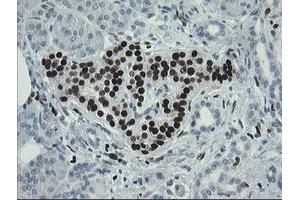 Image no. 5 for anti-Transcription Factor MafB (MAFB) (AA 32-320) antibody (ABIN1491411) (MAFB anticorps  (AA 32-320))