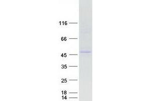 Validation with Western Blot