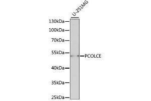 Western blot analysis of extracts of U-251MG cells, using PCOLCE antibody (ABIN6292542) at 1:1000 dilution. (PCOLCE anticorps)