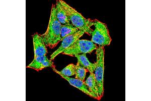 Immunofluorescence analysis of Hela cells using NOX4 mouse mAb (green). (NADPH Oxidase 4 anticorps  (AA 210-310))