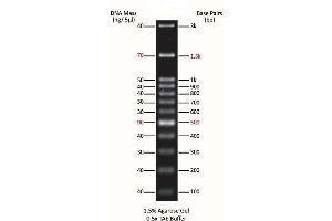 Agarose Gel Electrophoresis (AGE) image for ExcelBand™ 100 bp+3K DNA Ladder (ABIN5662595)