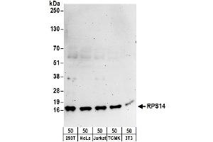 Western Blotting (WB) image for anti-Ribosomal Protein S14 (RPS14) (AA 101-151) antibody (ABIN7450684)