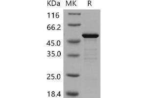 Western Blotting (WB) image for 14-3-3 epsilon (YWHAE) protein (GST tag) (ABIN7320190) (YWHAE Protein (GST tag))