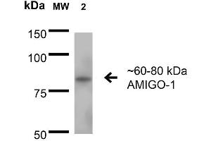 AMIGO1 anticorps  (AA 554-574) (HRP)