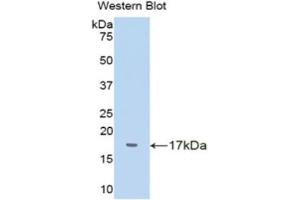 Western Blotting (WB) image for anti-Transthyretin (TTR) (AA 20-147) antibody (ABIN1078615) (TTR anticorps  (AA 20-147))