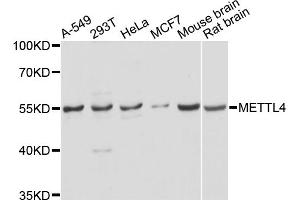 Western blot analysis of extracts of various cell lines, using METTL4 antibody. (METTL4 anticorps)