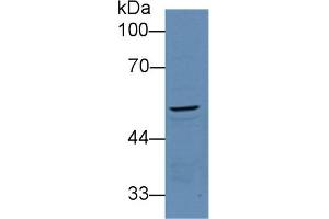 Detection of PCOLCE in Mouse Kidney lysate using Polyclonal Antibody to Procollagen C-Endopeptidase Enhancer (PCOLCE) (PCOLCE anticorps  (AA 36-468))