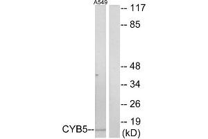 Western Blotting (WB) image for anti-Cytochrome b5 (CYTB5) (Internal Region) antibody (ABIN1850420) (Cytochrome b5 (CYTB5) (Internal Region) anticorps)