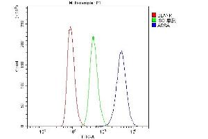 Flow Cytometry analysis of Raji cells using anti-ARSA antibody (ABIN5692787). (Arylsulfatase A anticorps  (C-Term))