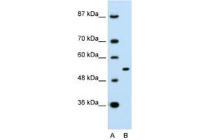 APBA1 antibody (70R-10555) used at 0. (APBA1 anticorps  (N-Term))