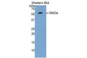 Western Blotting (WB) image for anti-Ectonucleotide Pyrophosphatase/phosphodiesterase 1 (ENPP1) (AA 568-789) antibody (ABIN1858720) (ENPP1 anticorps  (AA 568-789))