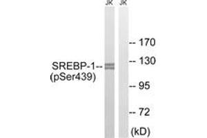 Western blot analysis of extracts from Jurkat cells treated with TNF 20ng/ml 30', using SREBP-1 (Phospho-Ser439) Antibody. (SREBF1 anticorps  (pSer439))