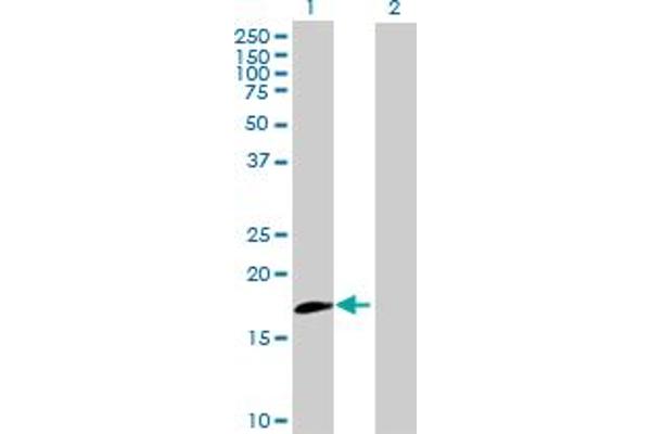 IL20RB antibody  (AA 1-147)