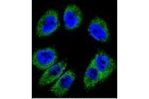 Confocal immunofluorescent analysis of Periostin Antibody (C-term) Cat.