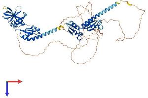 AlphaFold protein structure predicition of Human Recombinant FMR1 Protein, UniprotID Q06787