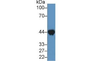 Detection of CKM in Mouse Heart lysate using Polyclonal Antibody to Creatine Kinase, Muscle (CKM)