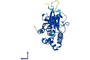 AlphaFold protein structure predicition of Human Recombinant ATG5 Protein, UniprotID Q9H1Y0