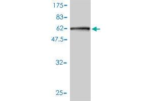 Western Blot detection against Immunogen (65.