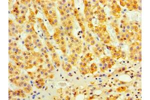 Immunohistochemistry of paraffin-embedded human adrenal gland tissue using ABIN7174912 at dilution of 1:100 (C9orf163 anticorps  (AA 1-203))