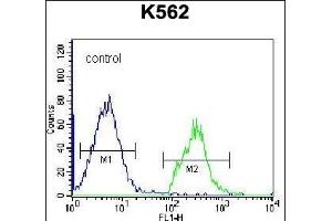 HIST1H2BL Antibody (N-term) (ABIN656638 and ABIN2845883) flow cytometric analysis of K562 cells (right histogram) compared to a negative control cell (left histogram). (Histone 2b (HIST1H2BL) (AA 1-30), (N-Term) anticorps)